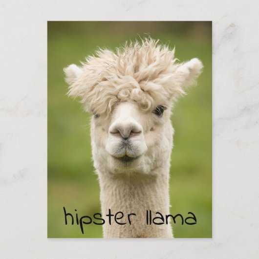 Hipster Lama Funny Hairdo Postkarte (Vorderseite)