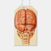 Hirnbasis und Meninges Lithograph Geschenkanhänger (Vorderseite)