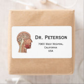 Hirnquerschnitt (Insitu)