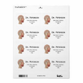 Hirnquerschnitt (Vorne)