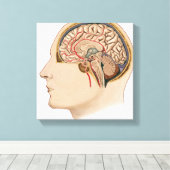 Hirnquerschnitt mit Arterien Leinwanddruck (Insitu (Holzboden))