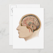 Hirnquerschnitt mit Arterien Postkarte (Vorne/Hinten)