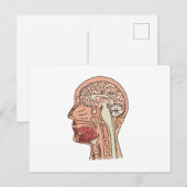 Hirnquerschnitt Postkarte (Vorne/Hinten)