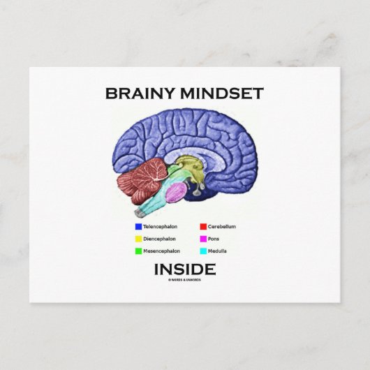 Hirnstamm (anatomisches Gehirn) Postkarte (Vorderseite)