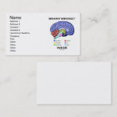 Hirnstamm (anatomisches Gehirn) Visitenkarte (Vorne/Hinten)