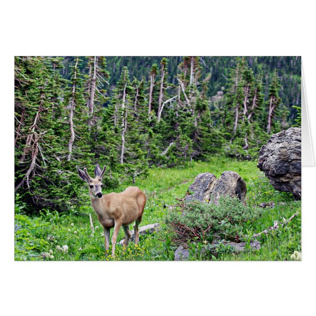 Hirsch (Vorderseite (Horizontal))