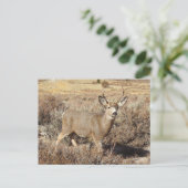 Hirsch, Buchse, Wildtiere, Postkarte (Stehend Vorderseite)
