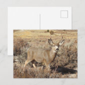 Hirsch, Buchse, Wildtiere, Postkarte (Vorne/Hinten)