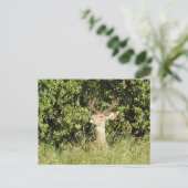 Hirsch, Buchse, Wildtiere, Postkarte (Stehend Vorderseite)