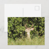 Hirsch, Buchse, Wildtiere, Postkarte (Vorne/Hinten)