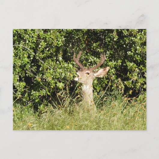 Hirsch, Buchse, Wildtiere, Postkarte (Vorderseite)
