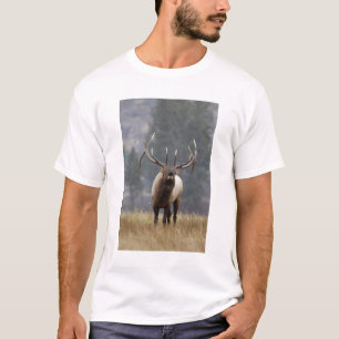 Hirsch bull röhrt, Yellowstone NP, Wyoming 2 T-Shirt