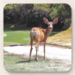 Hirsch, der in die Kamera schaut Natur Getränkeuntersetzer