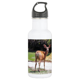 Hirsch, der in die Kamera schaut Natur Trinkflasche