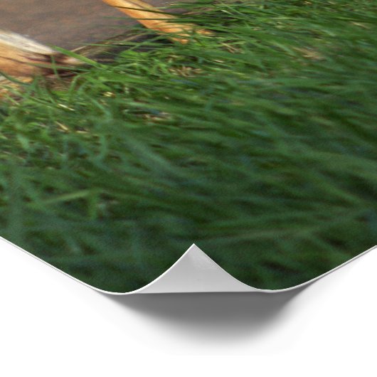 Hirsch-Foto-Poster Poster (Ecke)