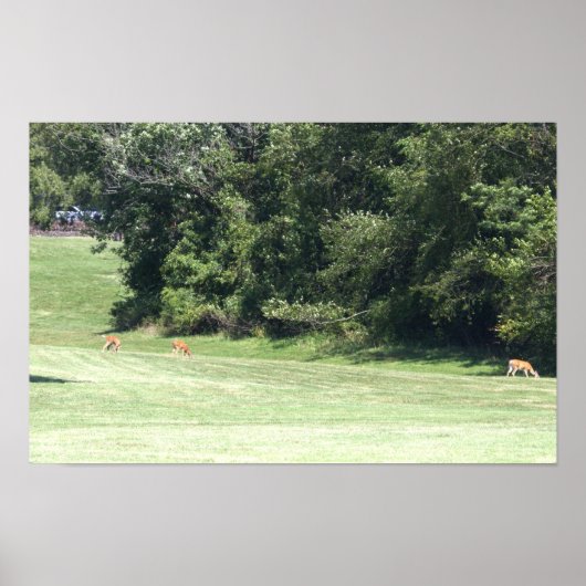 Hirsch-Foto-Poster Poster (Vorne)
