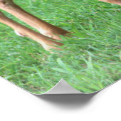 Hirsch-Foto-Poster Poster (Ecke)