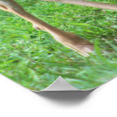 Hirsch-Foto-Poster Poster (Ecke)