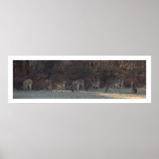 Hirsch-Foto-Poster Poster (Vorne)