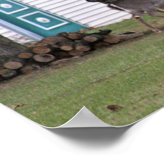 Hirsch-Foto-Poster Poster (Ecke)