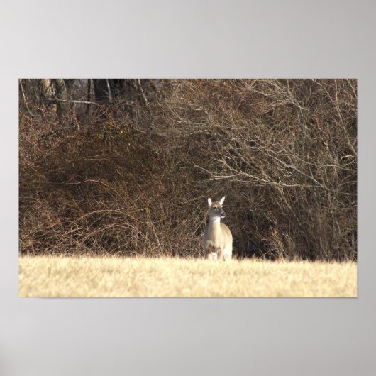 Hirsch-Foto-Poster Poster (Vorne)