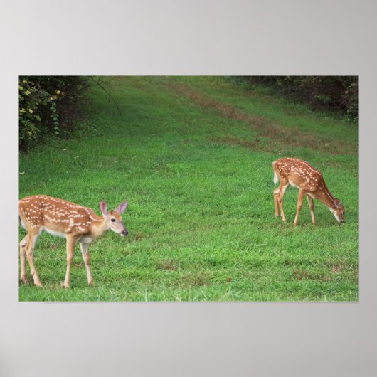 Hirsch-Foto-Poster Poster (Vorne)
