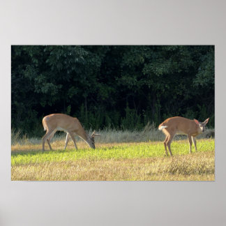 Hirsch-Foto-Poster Poster