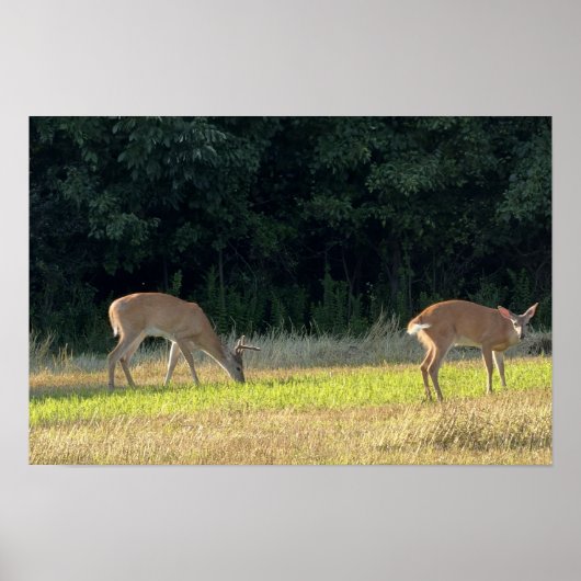 Hirsch-Foto-Poster Poster (Vorne)