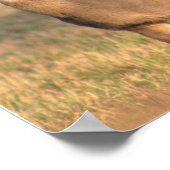 Hirsch-Foto-Poster Poster (Ecke)