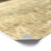 Hirsch-Foto-Poster Poster (Ecke)