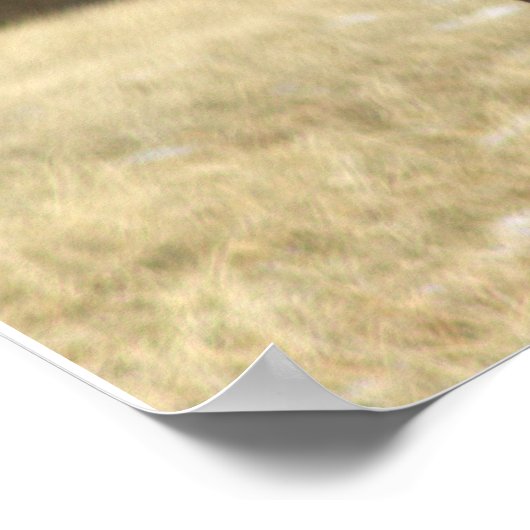 Hirsch-Foto-Poster Poster (Ecke)