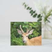 Hirsch-Foto-Postkarte Postkarte (Stehend Vorderseite)