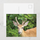 Hirsch-Foto-Postkarte Postkarte (Vorne/Hinten)