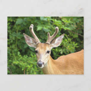 Hirsch-Foto-Postkarte Postkarte
