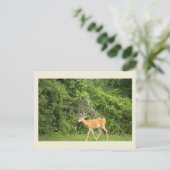Hirsch-Foto-Postkarte Postkarte (Stehend Vorderseite)