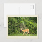 Hirsch-Foto-Postkarte Postkarte (Vorne/Hinten)