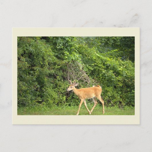 Hirsch-Foto-Postkarte Postkarte (Vorderseite)