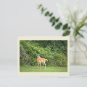 Hirsch-Foto-Postkarte Postkarte (Stehend Vorderseite)