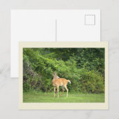 Hirsch-Foto-Postkarte Postkarte (Vorne/Hinten)