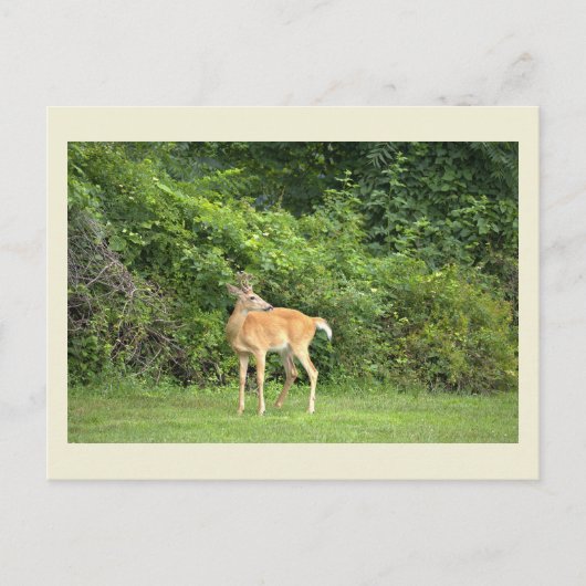 Hirsch-Foto-Postkarte Postkarte (Vorderseite)