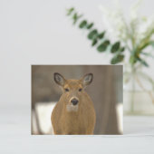 Hirsch-Foto-Postkarte Postkarte (Stehend Vorderseite)