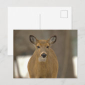 Hirsch-Foto-Postkarte Postkarte (Vorne/Hinten)