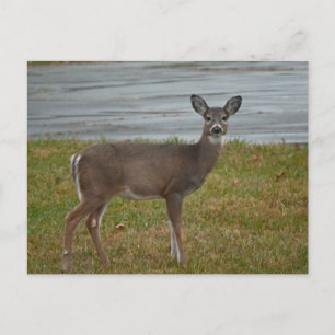 Hirsch-Foto-Postkarte Postkarte