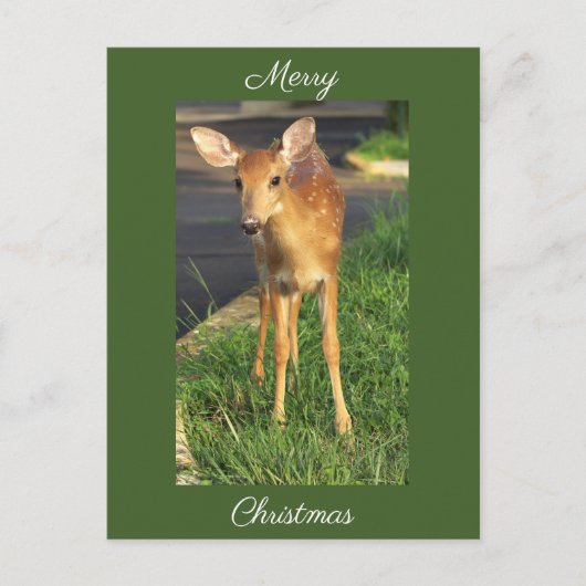 Hirsch-Foto-Weihnachts-Postkarte Postkarte (Vorderseite)