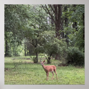 Hirsch im Park Poster