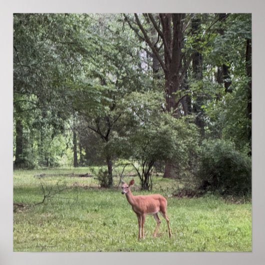 Hirsch im Park Poster (Vorne)