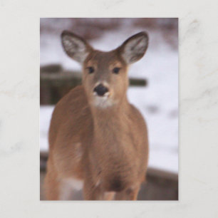 Hirsch im Schnee Postkarte