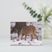 Hirsch im Schnee Postkarte (Stehend Vorderseite)