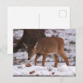 Hirsch im Schnee Postkarte (Vorne/Hinten)
