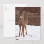 Hirsch im Schnee Postkarte (Vorne/Hinten)